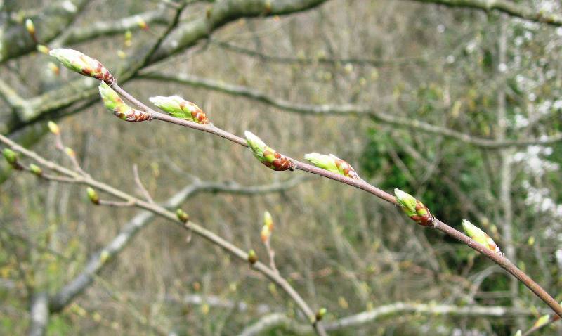 Image of Fagus × taurica specimen.