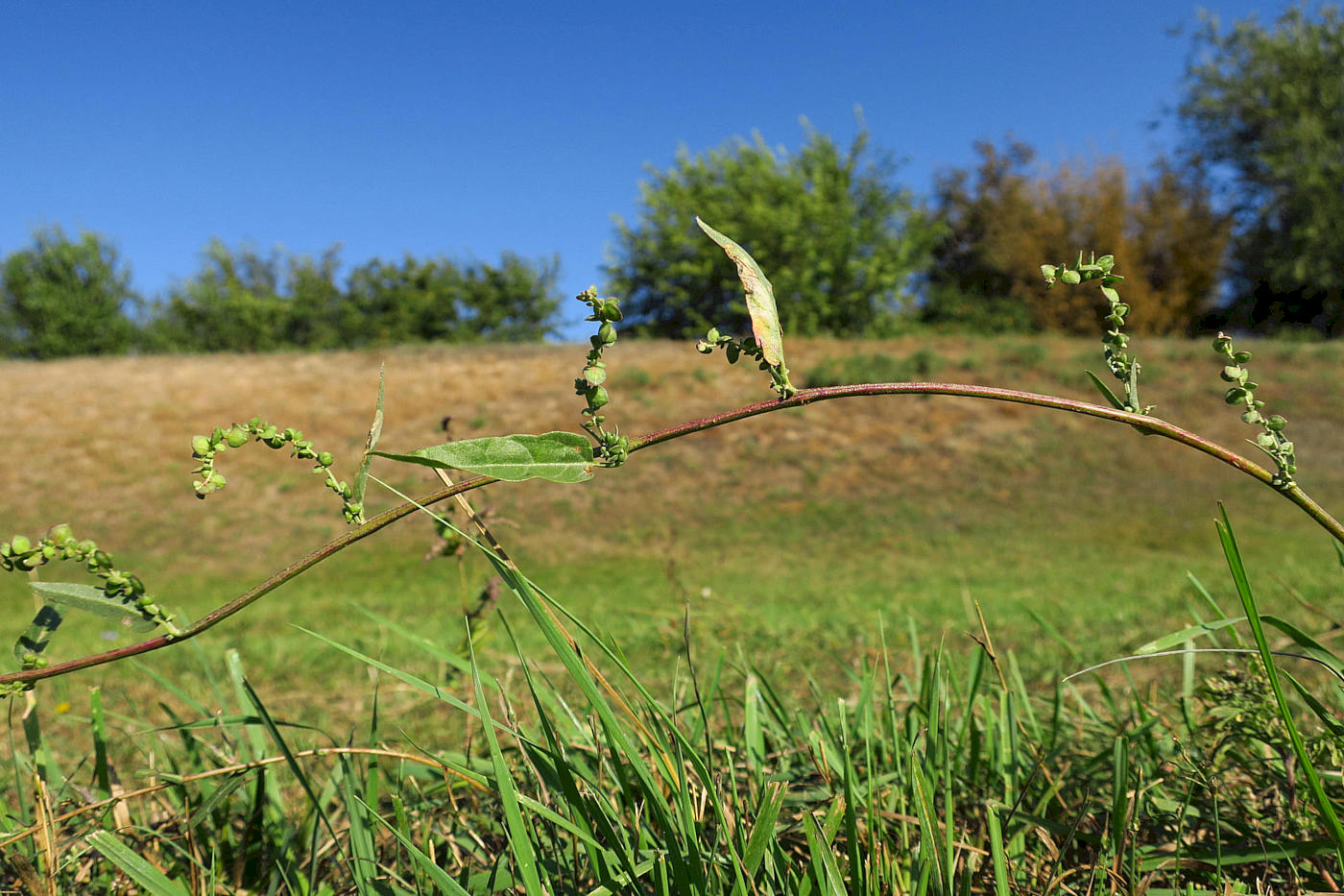 Image of Atriplex sagittata specimen.
