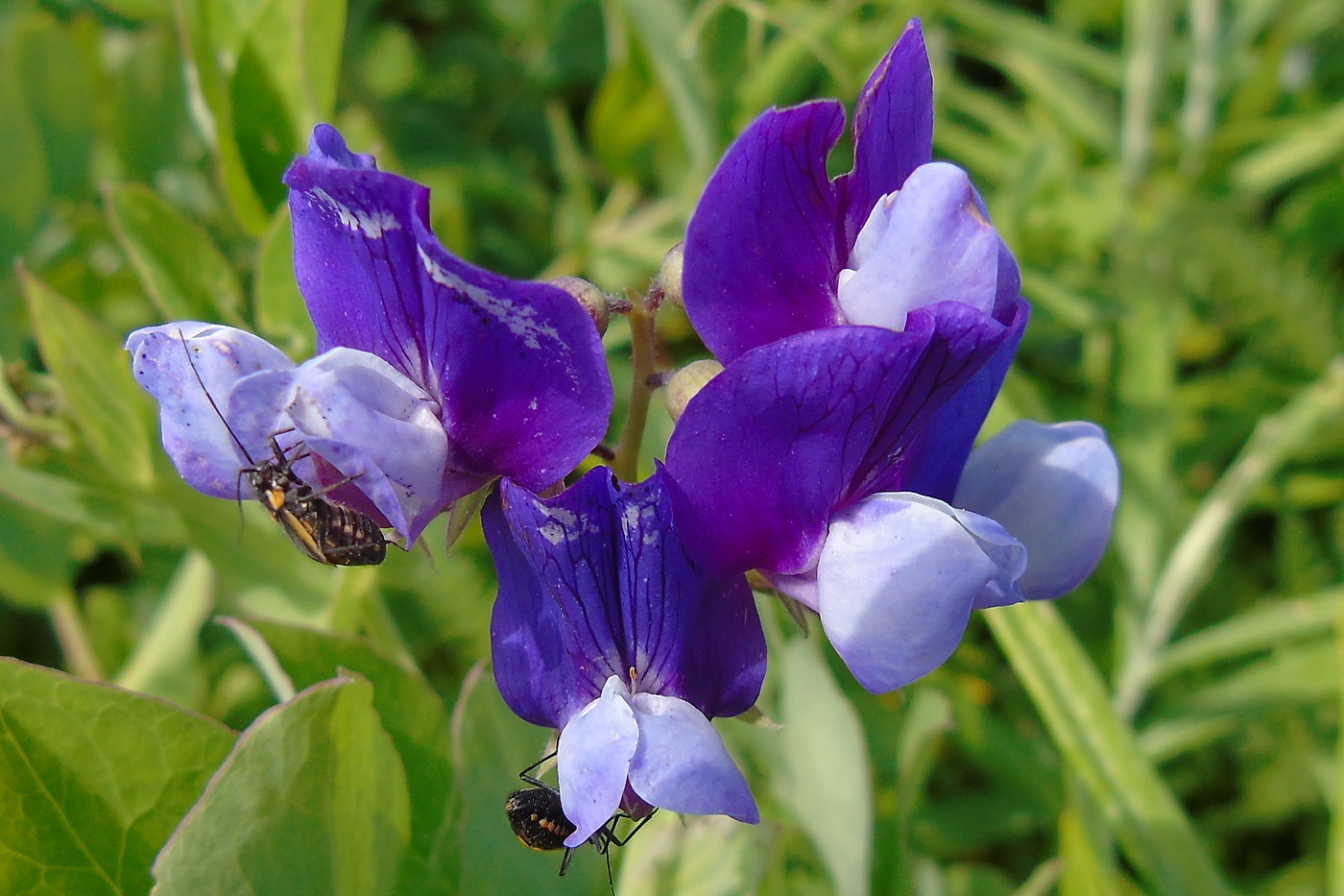 Изображение особи Lathyrus japonicus ssp. pubescens.