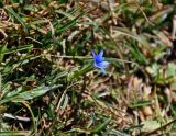 Gentiana karelinii
