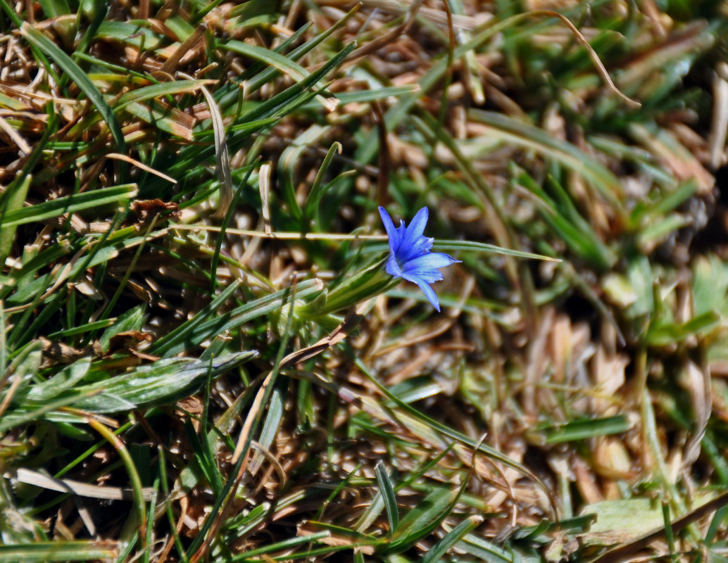 Изображение особи Gentiana karelinii.