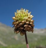 Trifolium rytidosemium