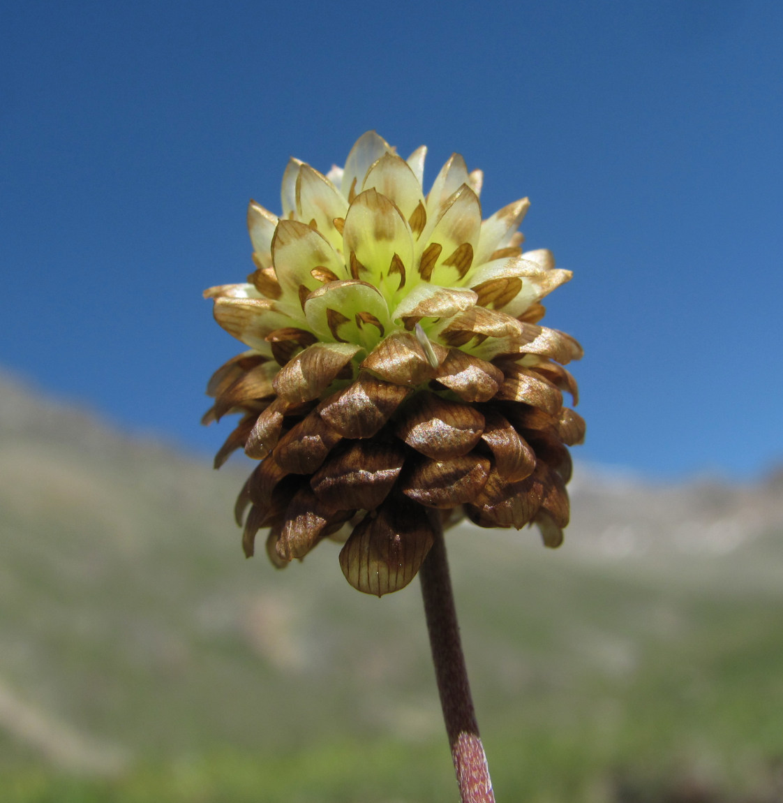 Image of Trifolium rytidosemium specimen.