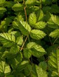 Astilbe chinensis