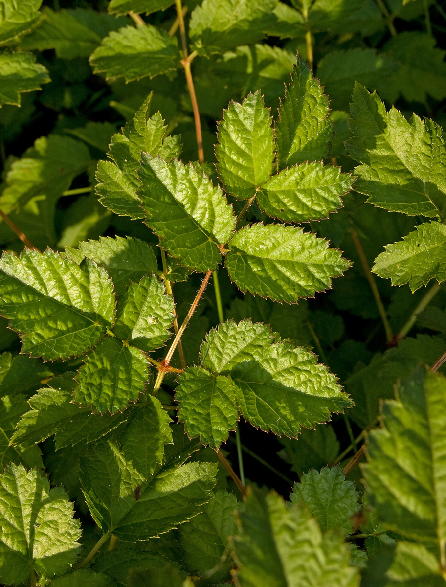 Image of Astilbe chinensis specimen.