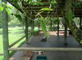 Persea americana. Ветви с плодами. Австралия, Квинсленд, зоопарк Australia Zoo (70 км к северу от Брисбена). 28.12.2016.