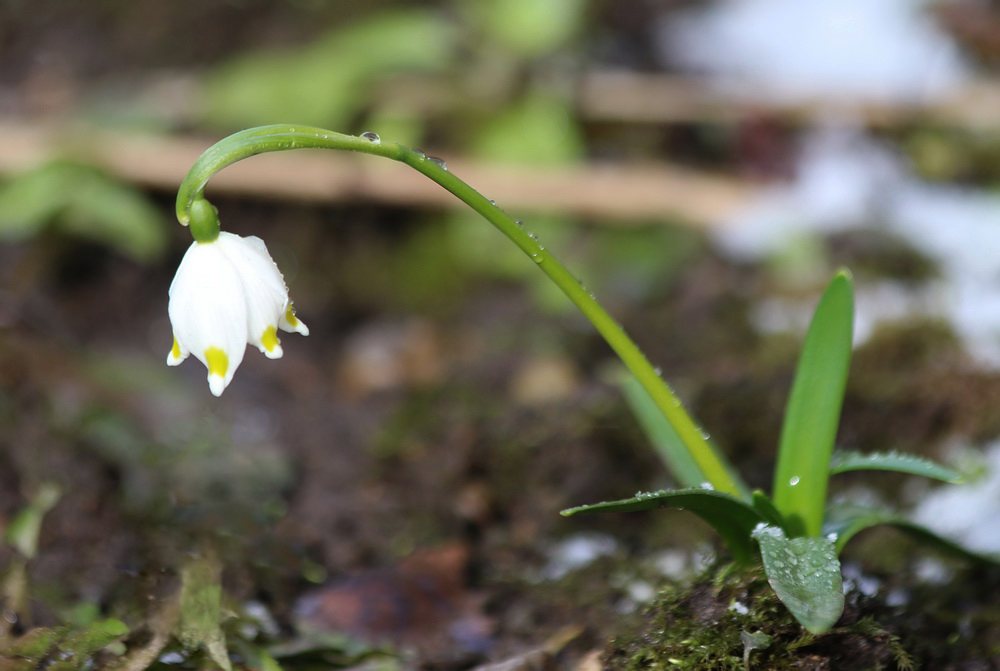 Image of Leucojum vernum specimen.