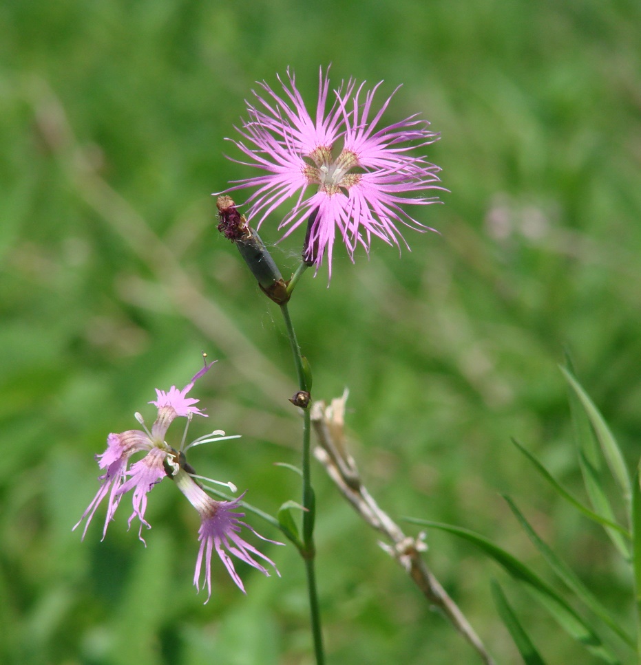 Изображение особи Dianthus superbus.