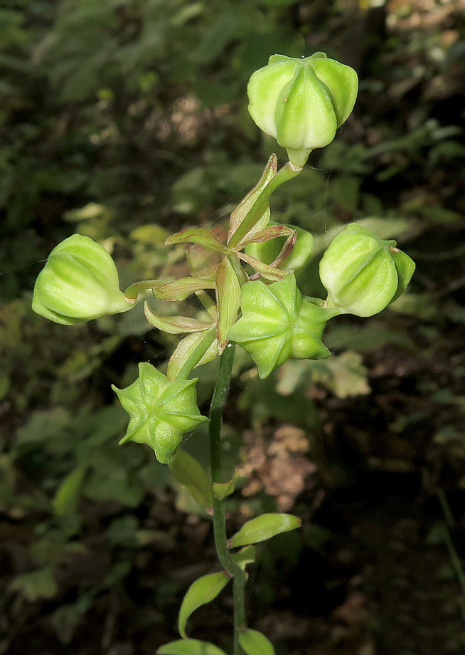 Image of Lilium distichum specimen.