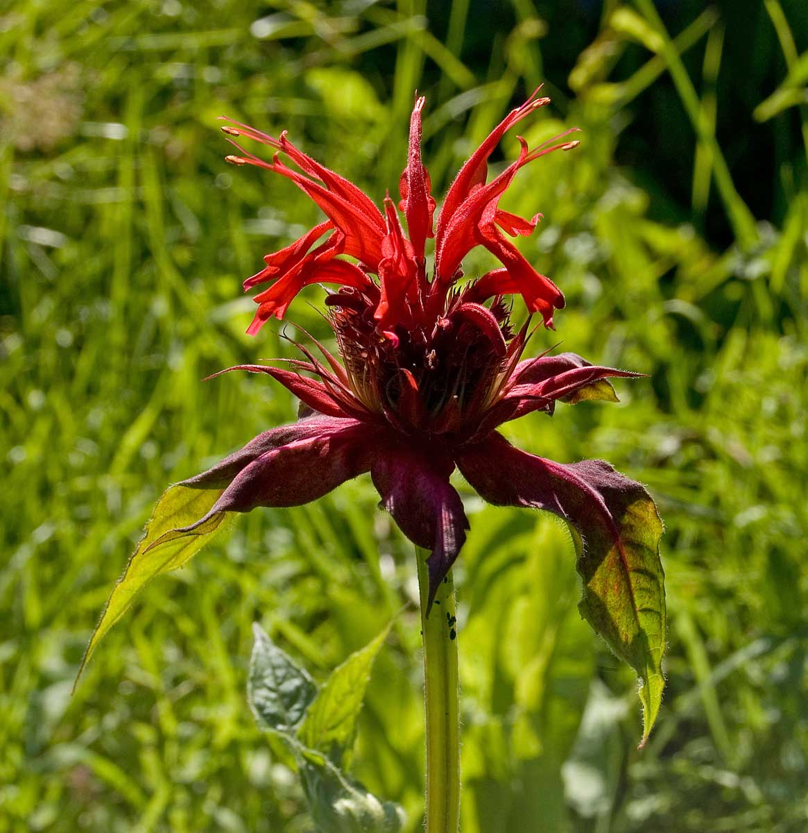 Изображение особи Monarda didyma.