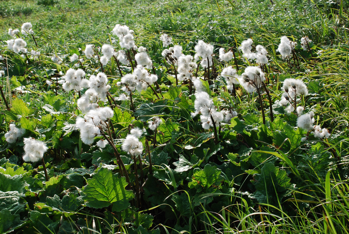 Изображение особи Petasites frigidus.