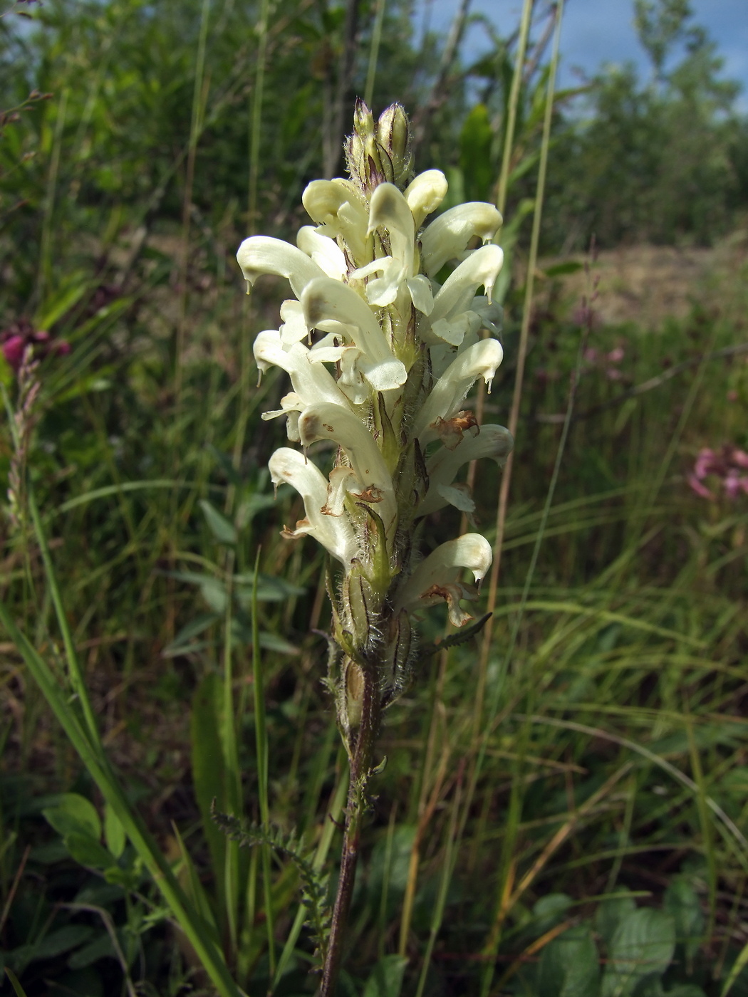 Image of Pedicularis venusta specimen.