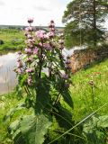 Phlomoides tuberosa