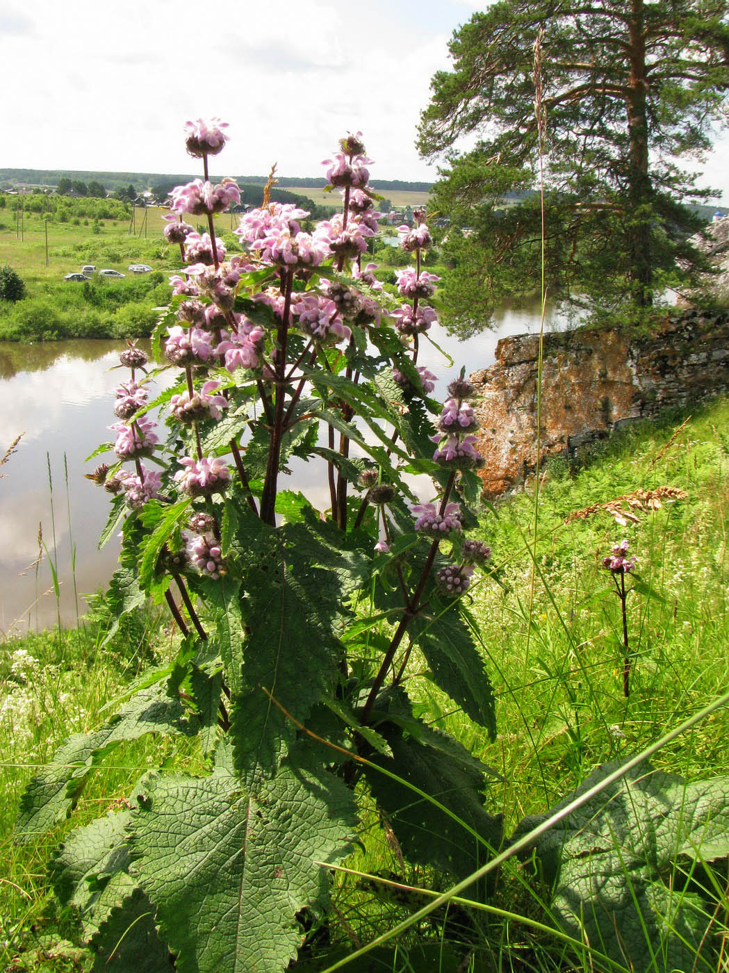 Image of Phlomoides tuberosa specimen.