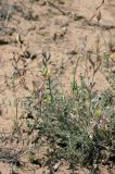 Astragalus turczaninowii