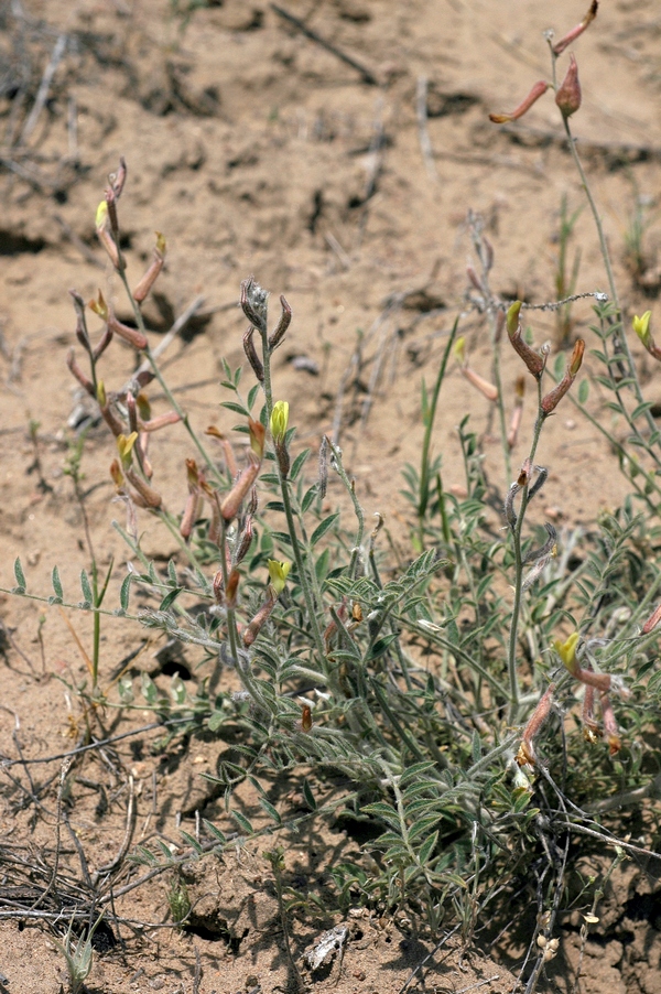 Изображение особи Astragalus turczaninowii.