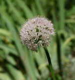 Allium nutans