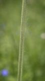 genus Pilosella