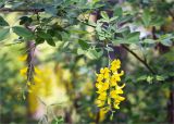 Laburnum anagyroides