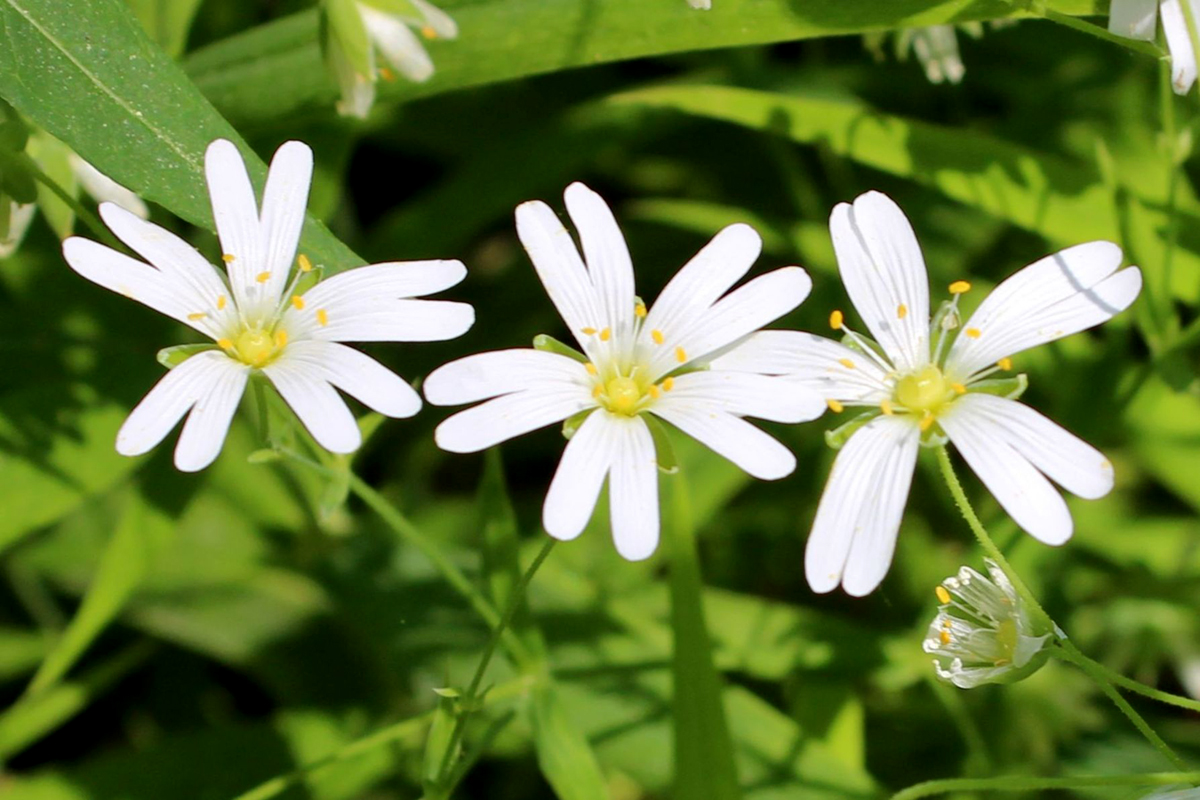 Image of Stellaria holostea specimen.