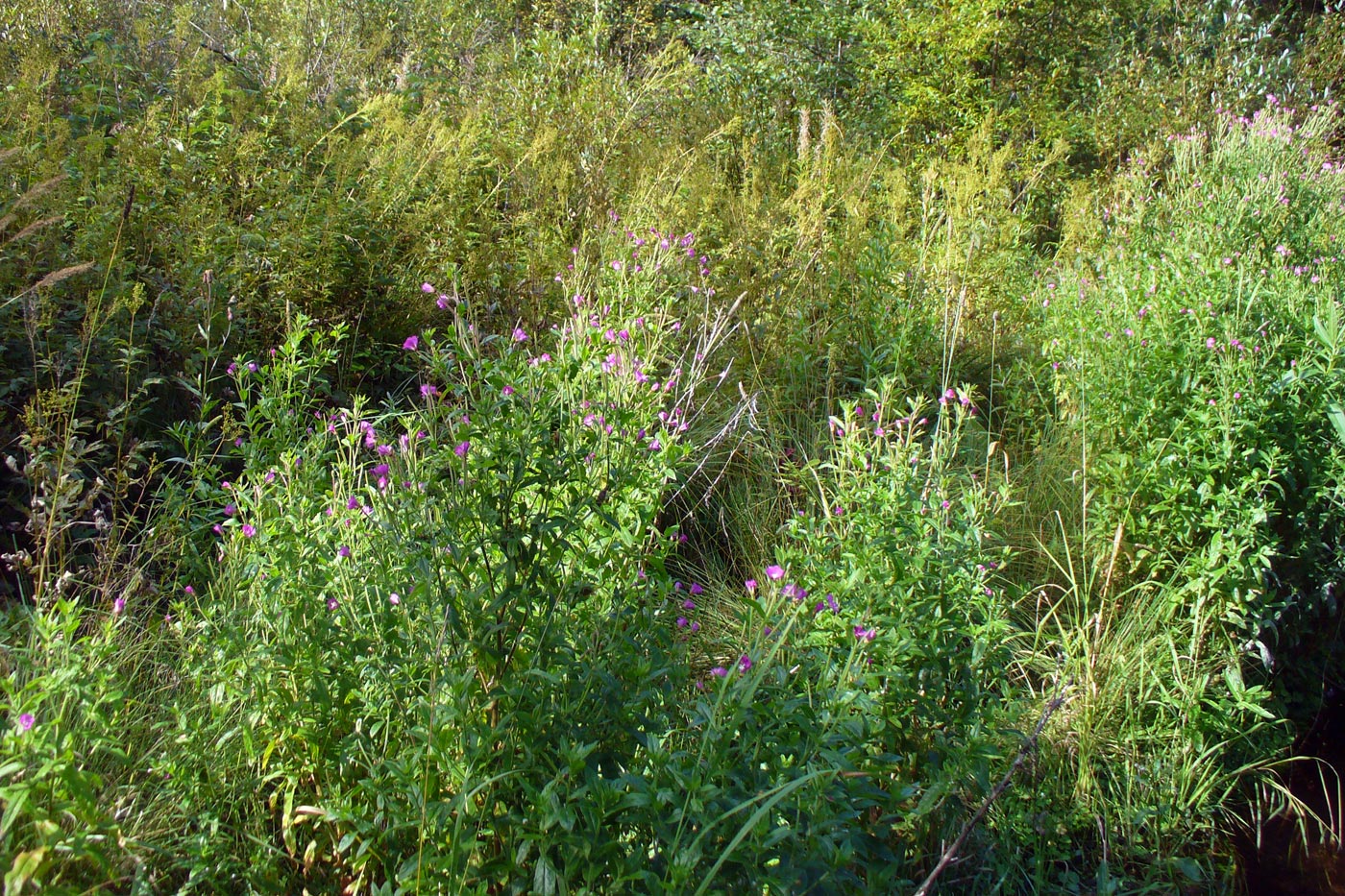 Image of Epilobium hirsutum specimen.