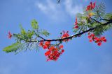 Delonix regia. Верхушка ветви с цветками. Малайзия, о-в Калимантан, г. Кучинг, в культуре. 12.05.2017.