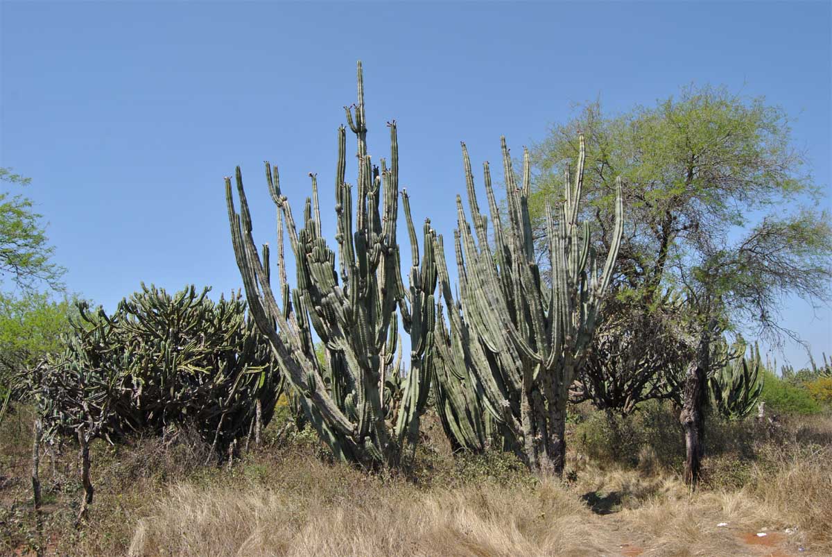 Image of Stenocereus griseus specimen.