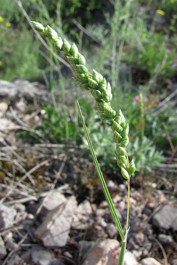 Image of Brizochloa humilis specimen.