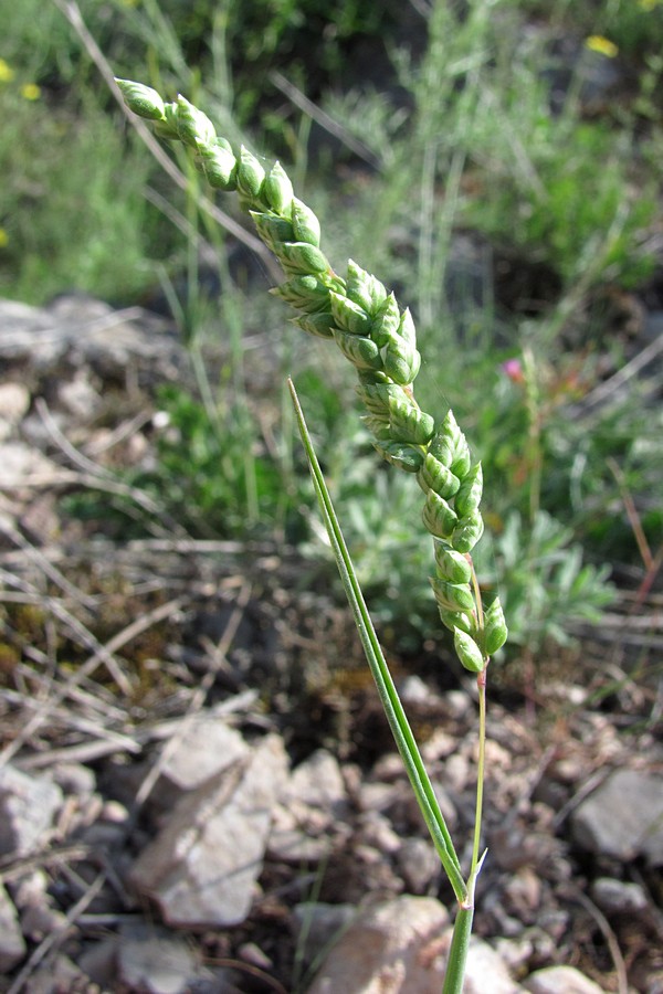 Изображение особи Brizochloa humilis.