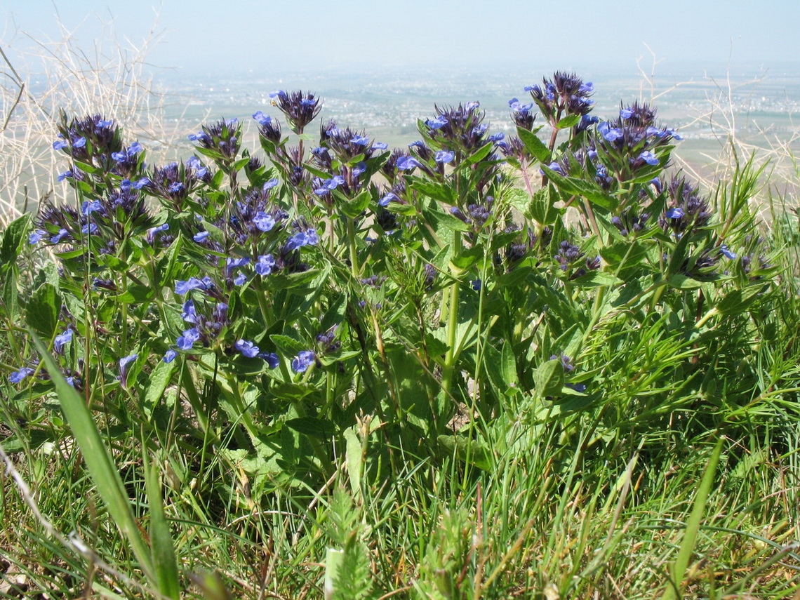 Image of Nepeta ucranica specimen.