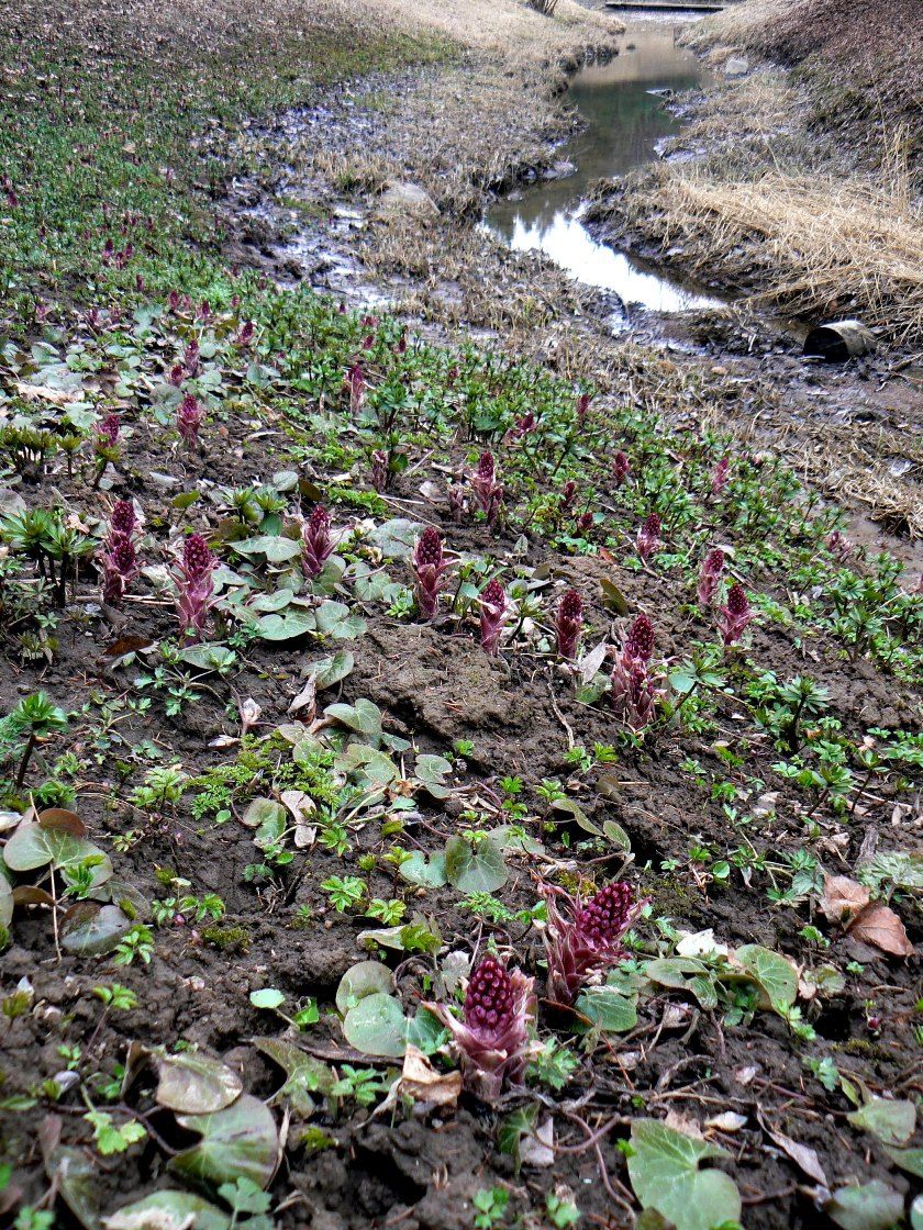 Изображение особи Petasites hybridus.