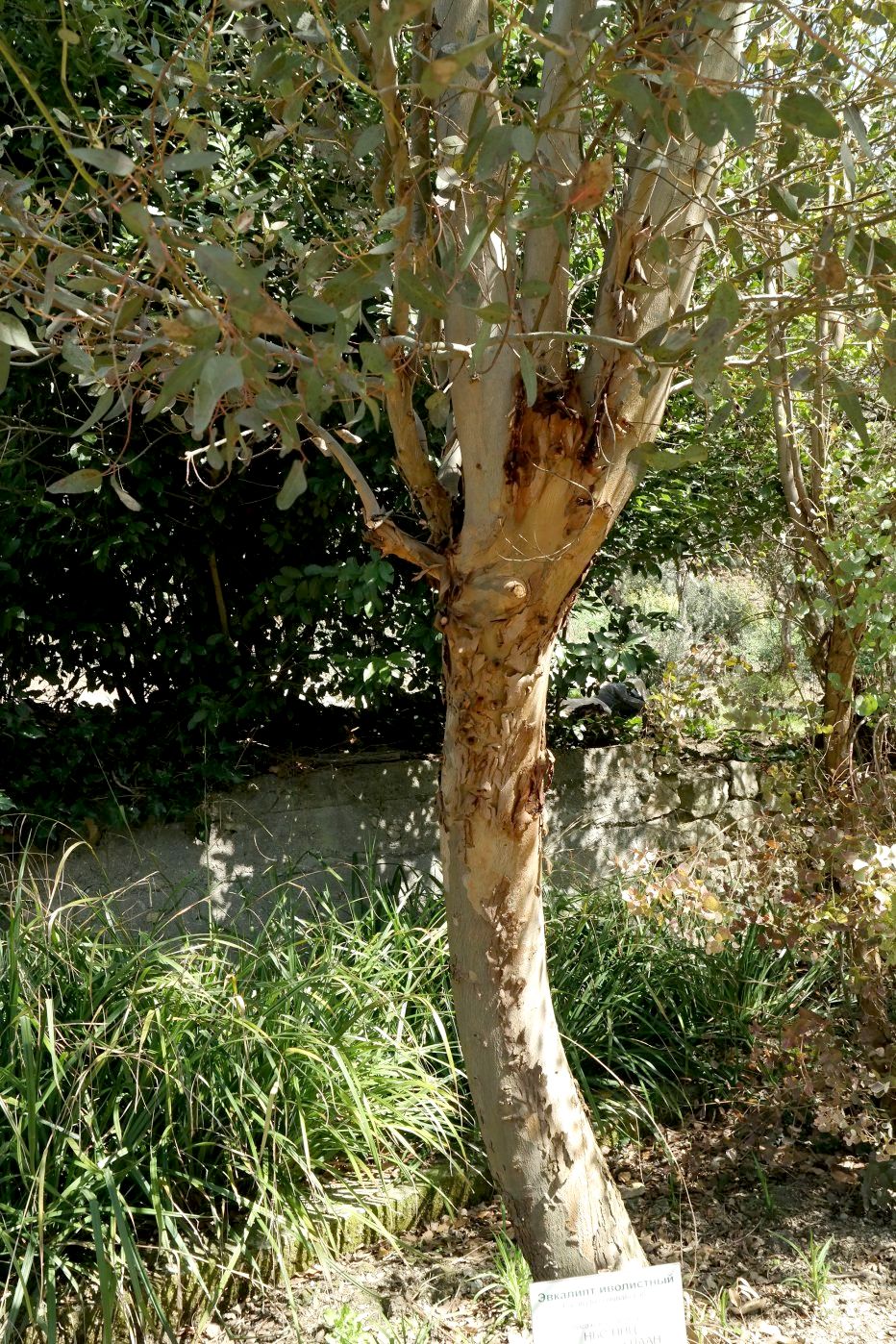 Изображение особи Eucalyptus salicifolia.