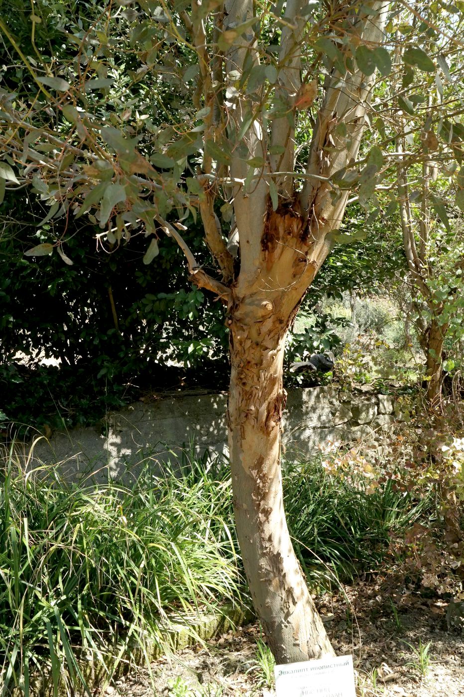 Image of genus Eucalyptus specimen.