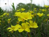 genus Linum