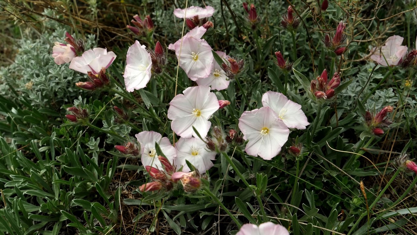 Image of Convolvulus tauricus specimen.