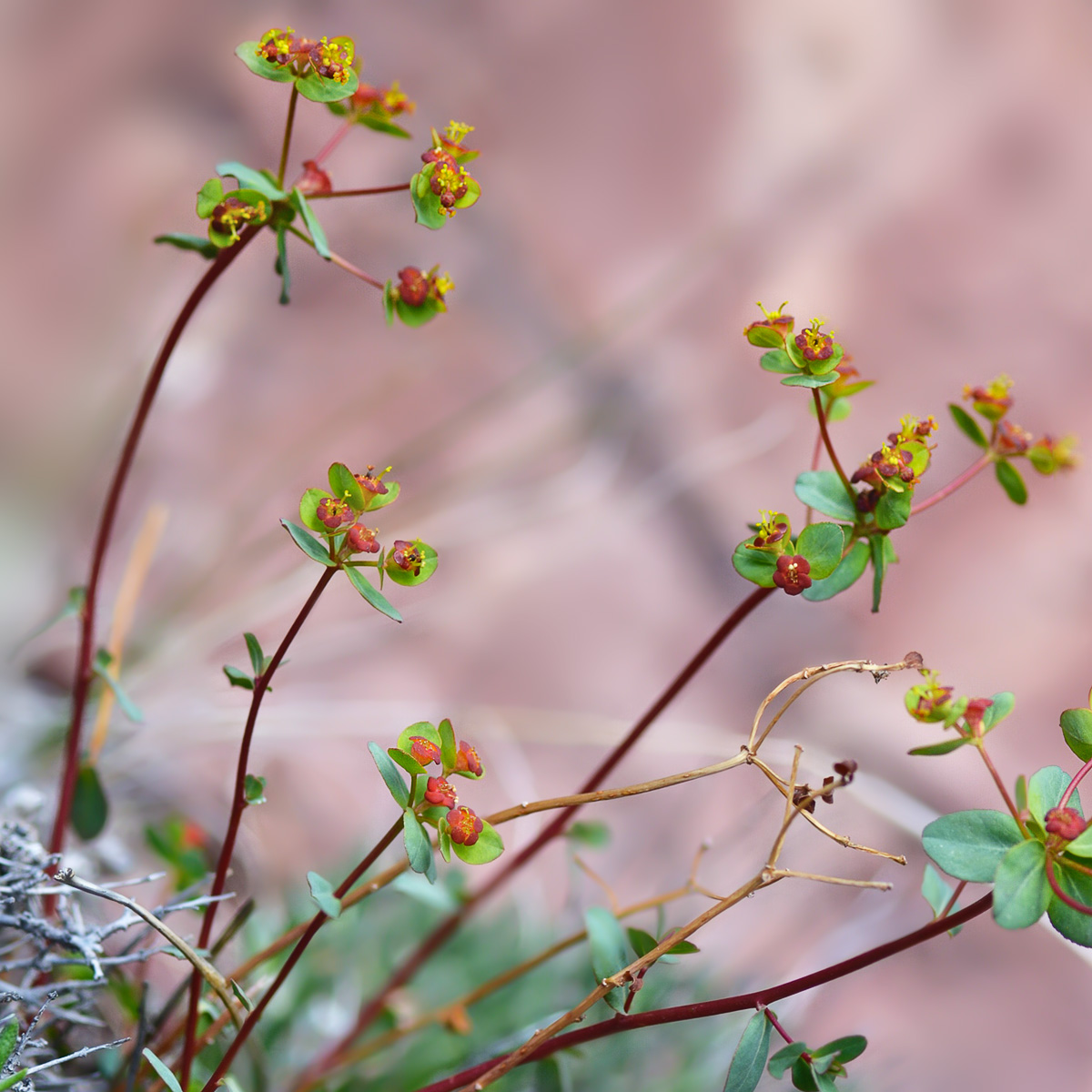 Image of Euphorbia pachyrrhiza specimen.