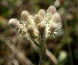 Antennaria dioica