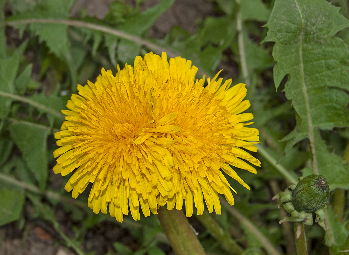 Изображение особи род Taraxacum.