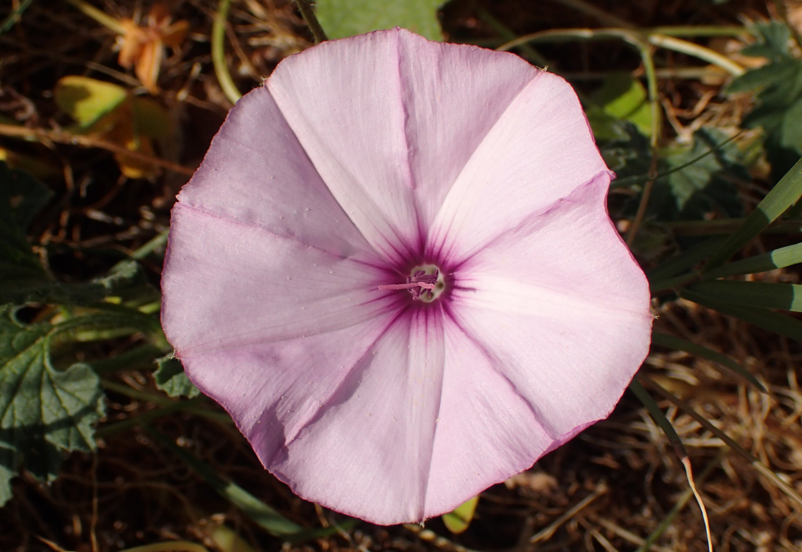 Image of Convolvulus althaeoides specimen.