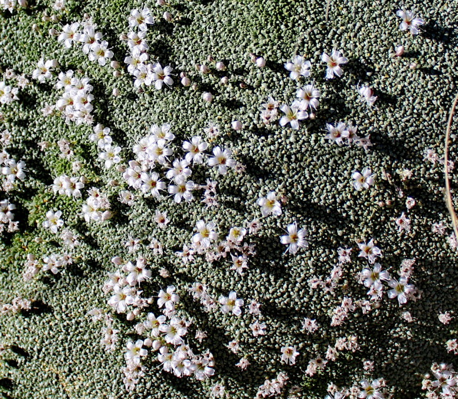 Image of Gypsophila aretioides specimen.