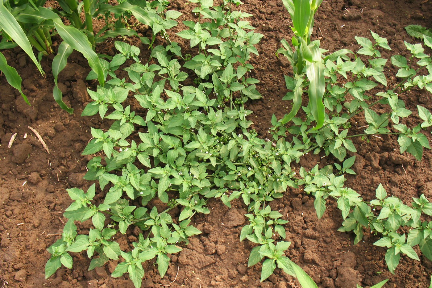 Image of Solanum nigrum specimen.