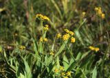 Bupleurum nordmannianum