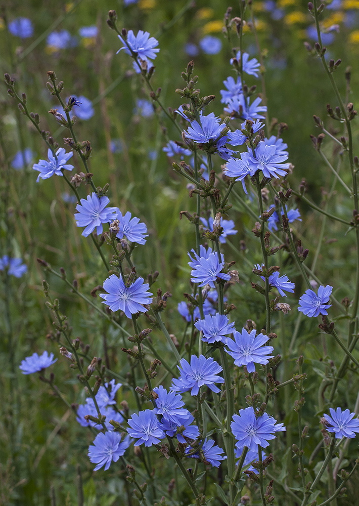 Image of Cichorium intybus specimen.