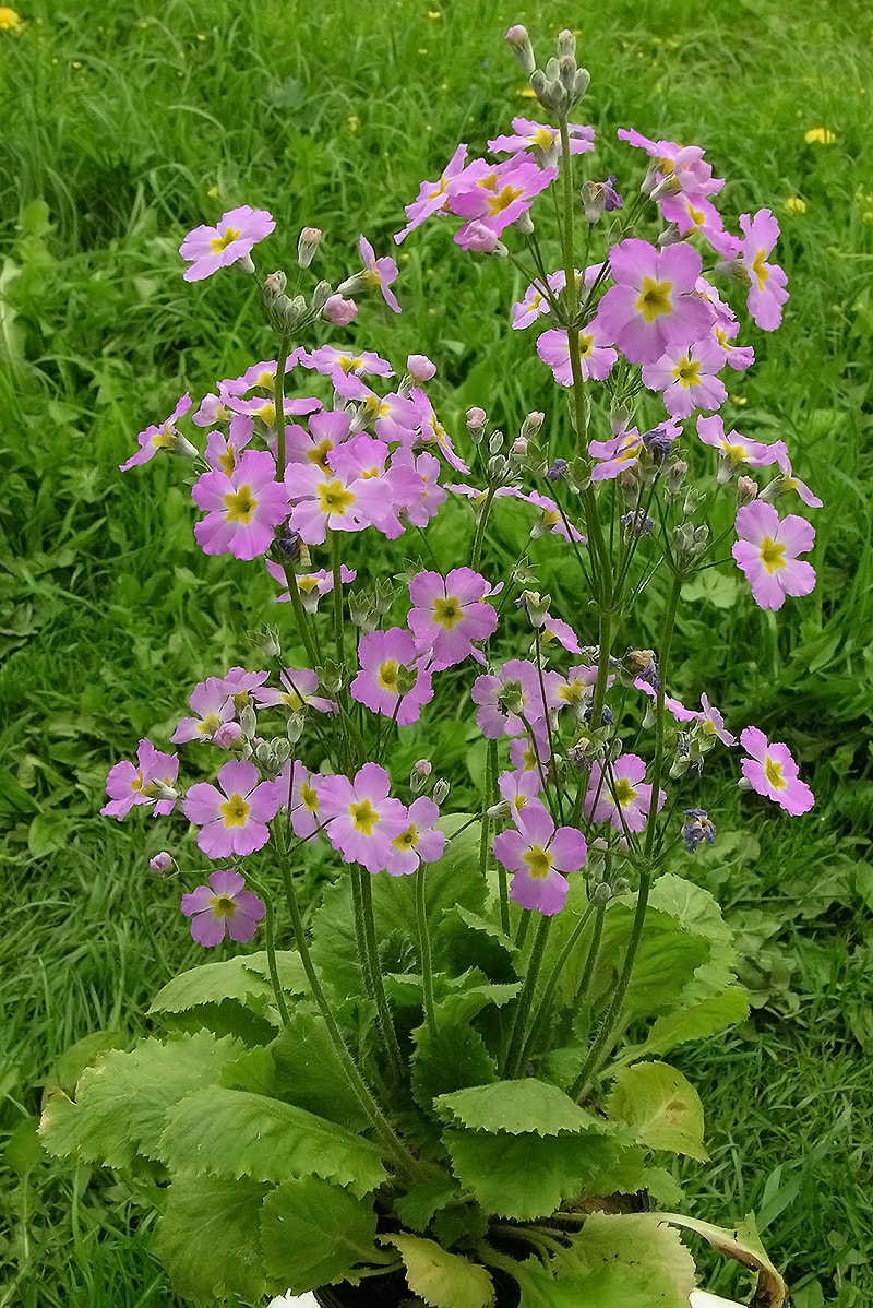 Image of Primula malacoides specimen.