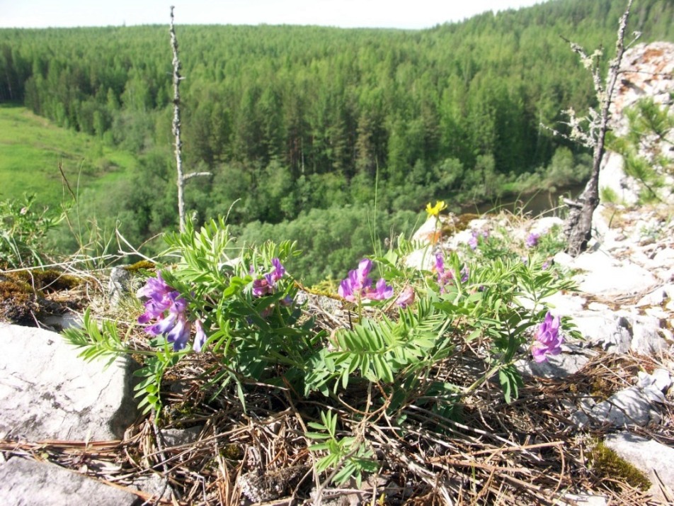 Изображение особи Vicia uralensis.