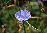 Cichorium intybus. Часть побега с соцветием и присоцветным листом. Московская обл., Воскресенский р-н, Лопатинские карьеры, опушка смешанного леса. 02.09.2018.