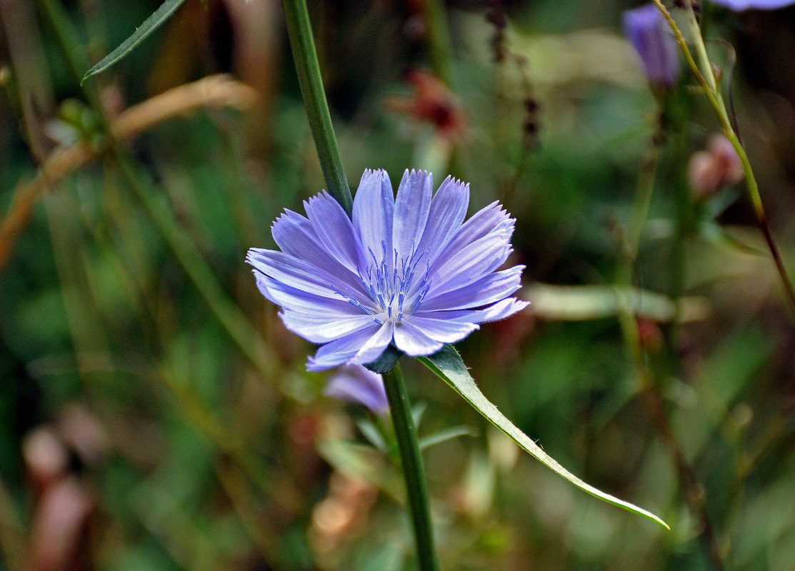 Image of Cichorium intybus specimen.