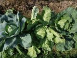 Brassica разновидность capitata