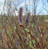 Salix saxatilis. Верхушка побега с женскими соцветиями. Магаданская обл., окр. г. Магадан, долина в низовье р. Магаданка, ивняк. 07.06.2018.