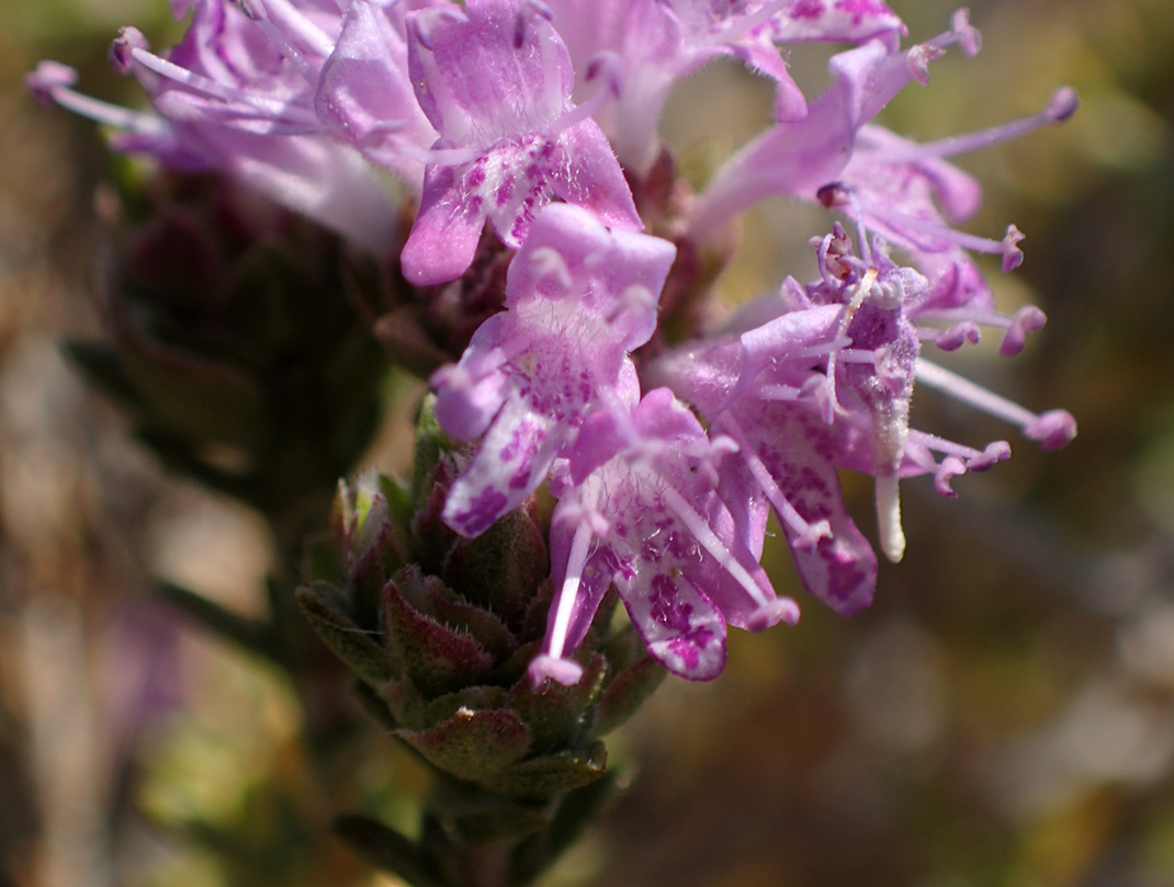 Image of Thymbra capitata specimen.